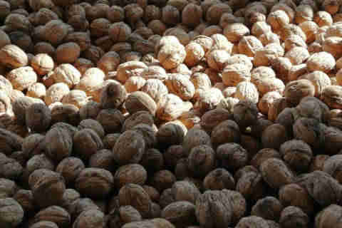 walnut wholesale dried unshelled supplier